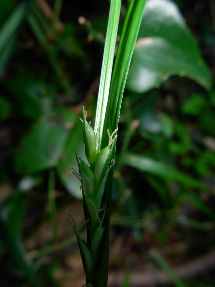 Carex olbiensis Jord. / Carice di Olbia
